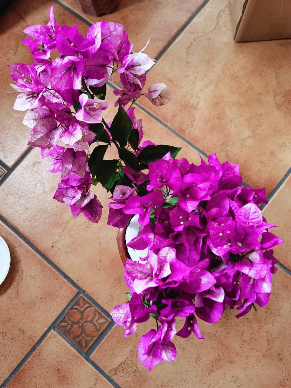 今天到货的末代皇帝三角梅 天津还是挺冷的,算是倒春寒吧!