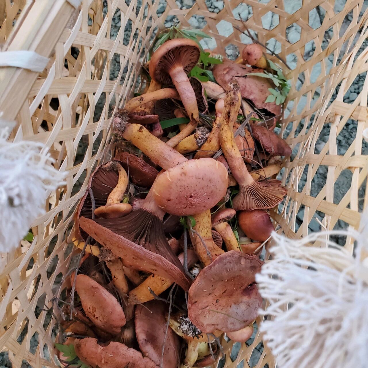 东北采蘑菇的季节终于到了!