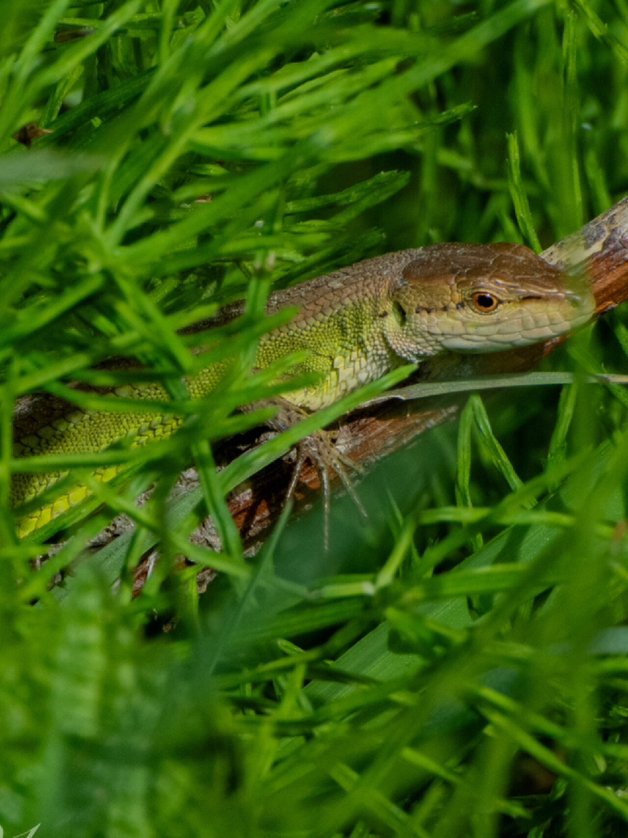 长尾巴蜥蜴|我拍到了北草蜥