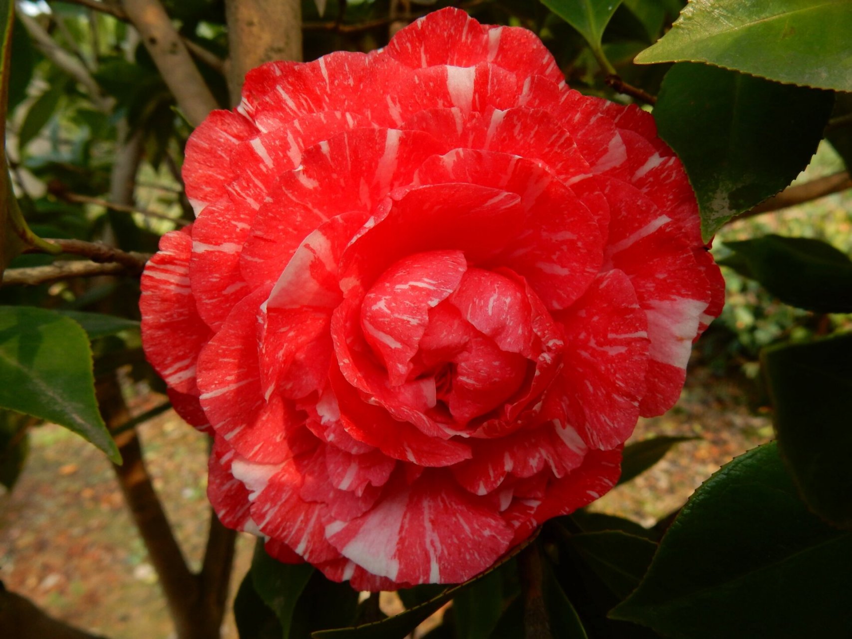 鸳鸯凤冠 茶花品种~鸳鸯凤冠 茶花鸳鸯凤冠属浙江名品之一.