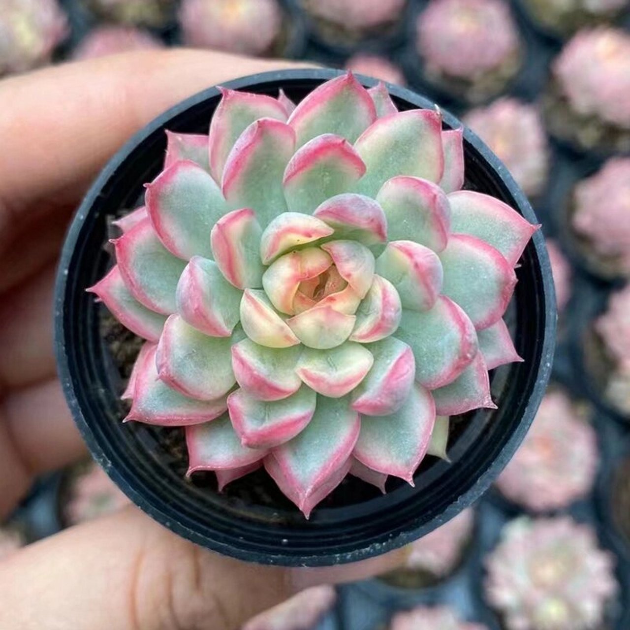 96每天认识一种多肉946098女雏锦 多肉女雏锦属于景天科,拟石莲