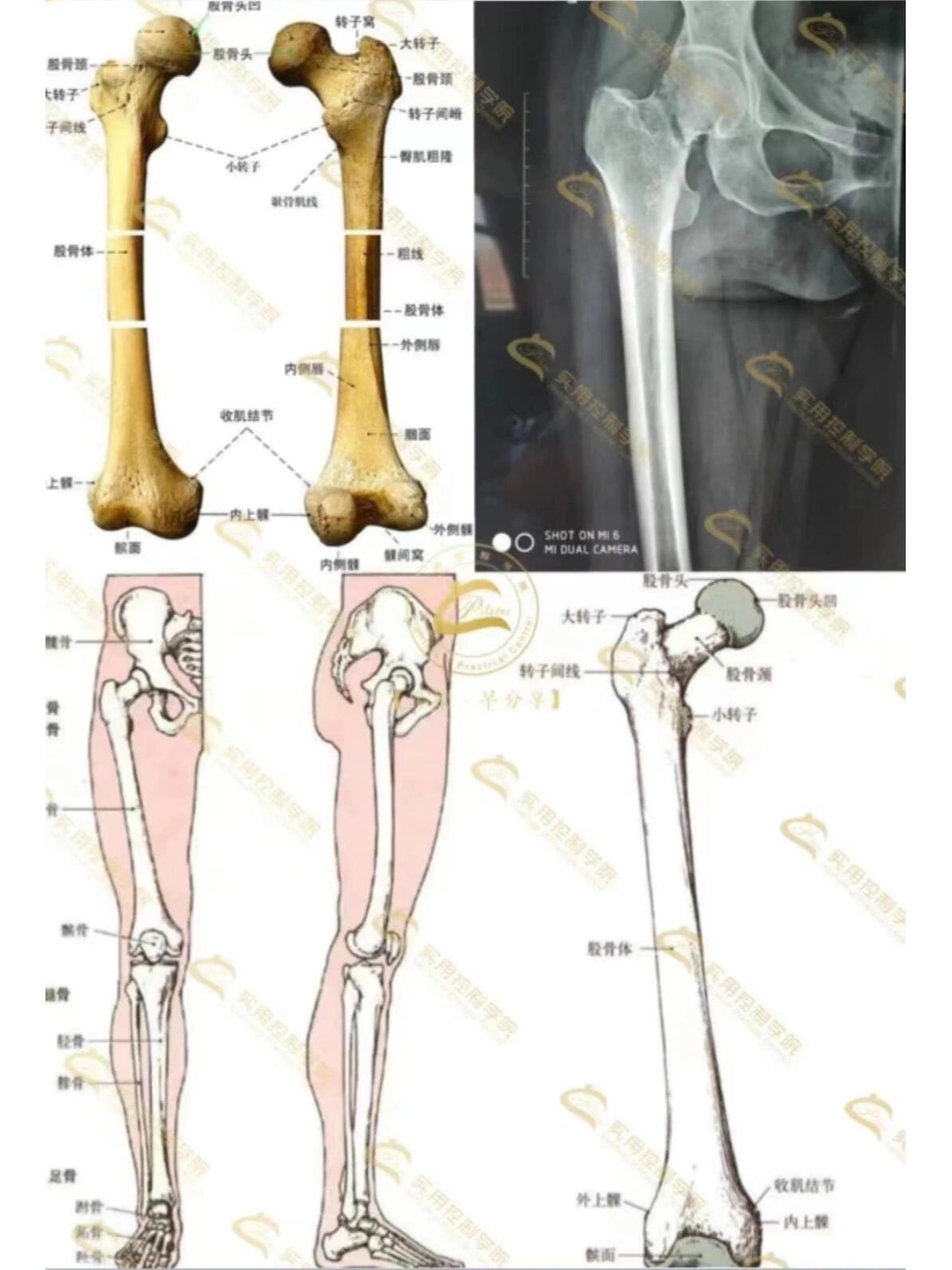 小知识分享之股骨 股骨是人体中最大的长骨