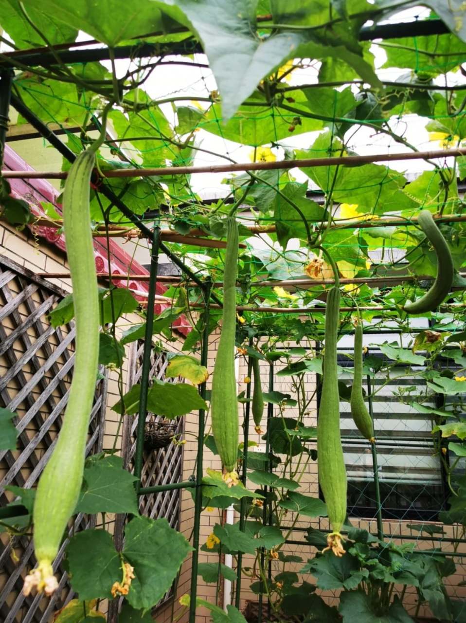 瓜藤攀架图 98我最喜欢看瓜架上吊满瓜的模样