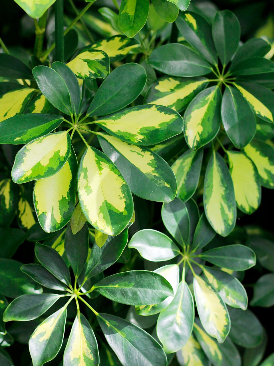 每天一种花草养护知识 | 鸭脚木 名:鹅掌柴/heptapleurum heptaphyll