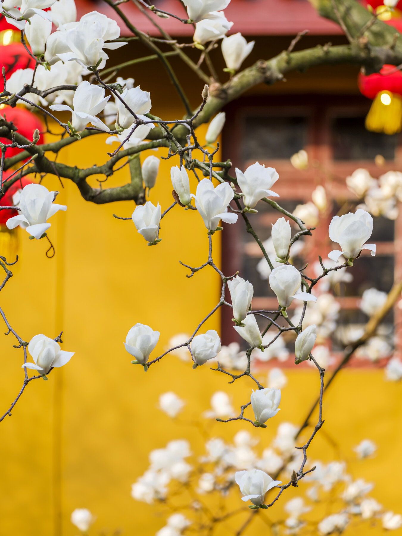 年的古玉兰花开,这是一株杭州最古老的玉兰树,就伫立在上天竺法喜寺内