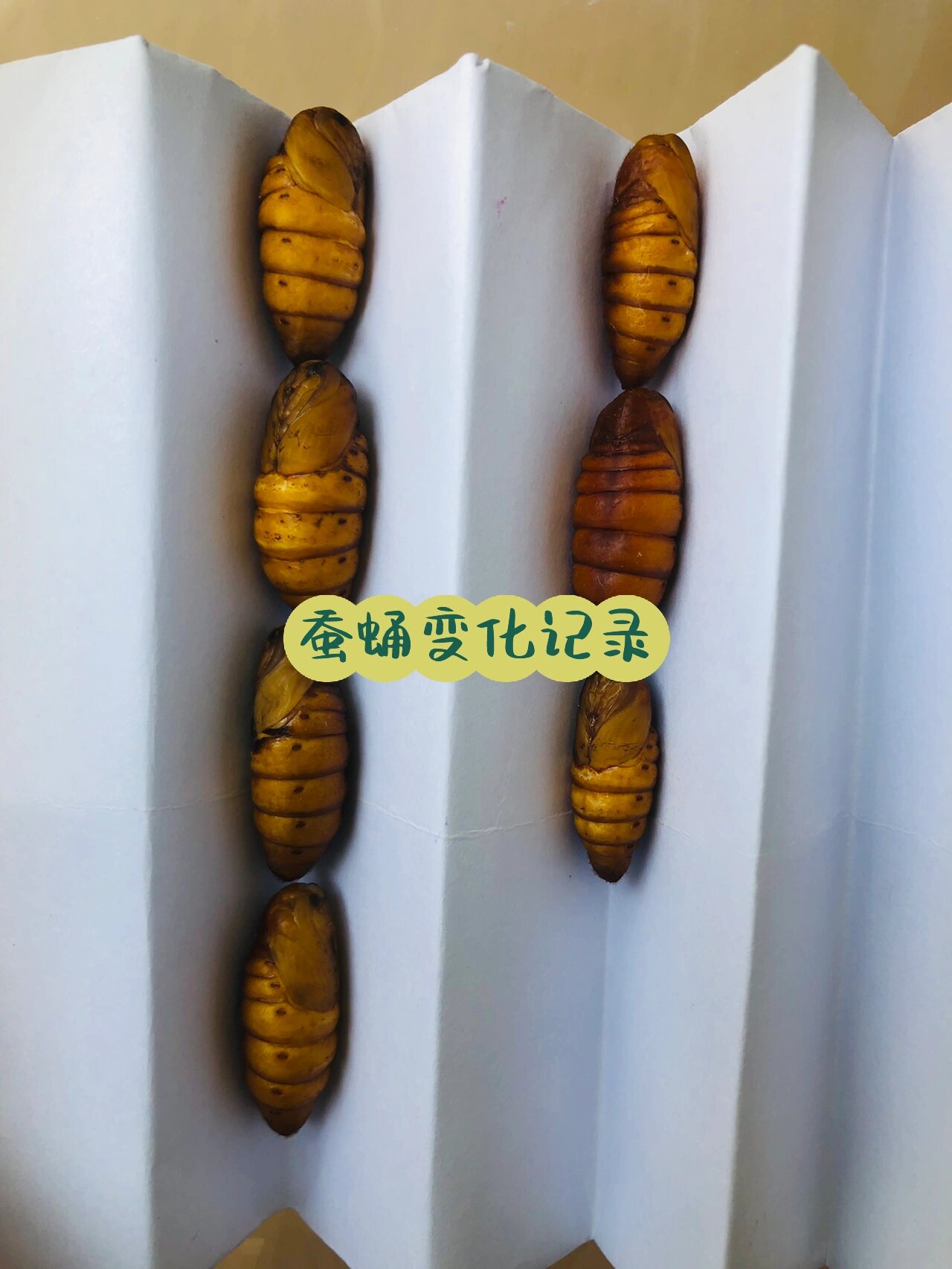 蚕蛹变化2