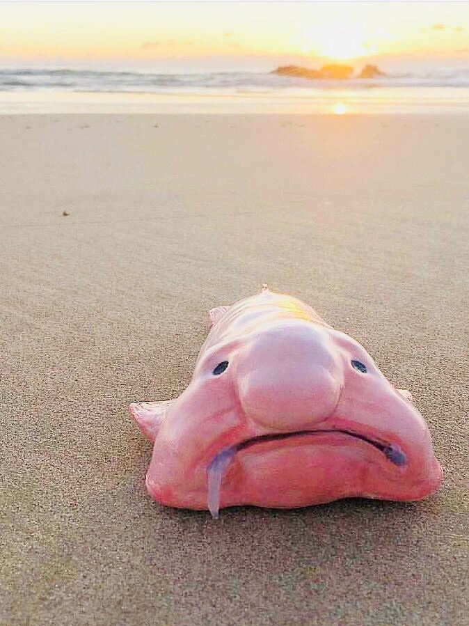 据说是世界第一丑的鱼