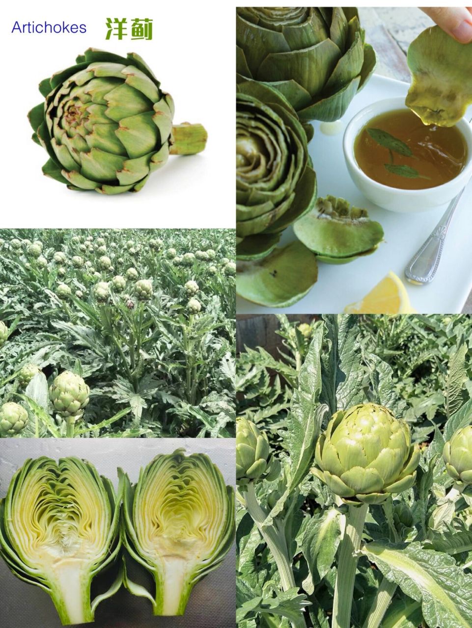 洋蓟· 蔬菜之皇02|洋蓟的营养价值与功效 731515洋蓟介绍