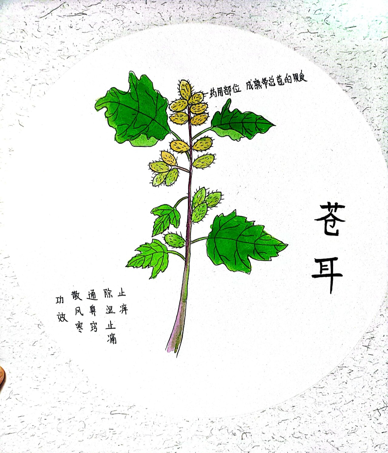 水彩 手绘 苍耳子 苍耳子功效与作用 祛风散热,解毒杀虫,通鼻窍 苍耳