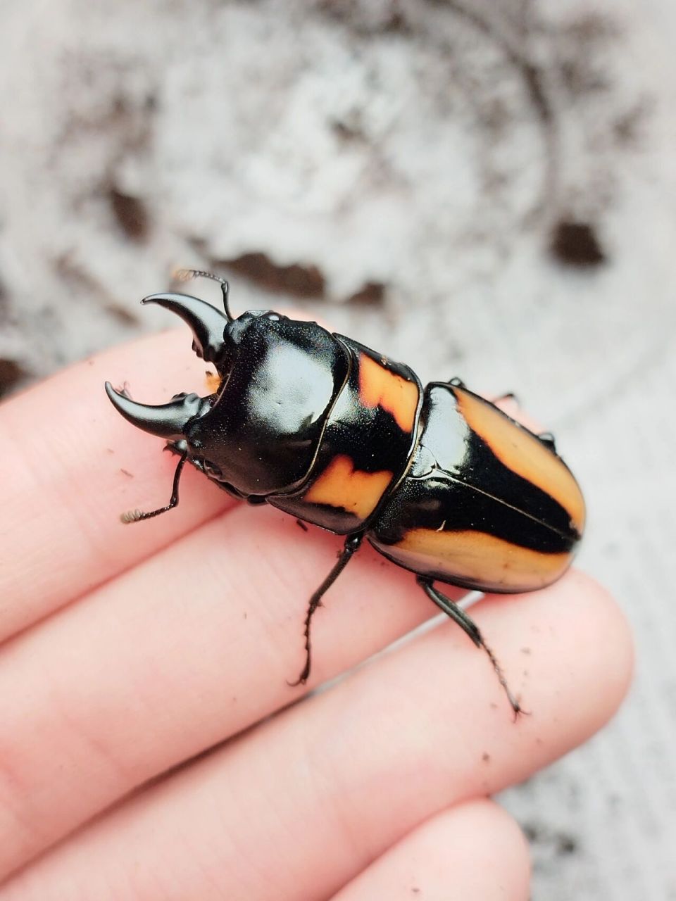 prosopocoilus biplagiatus 新年第一虫黄纹锯锹