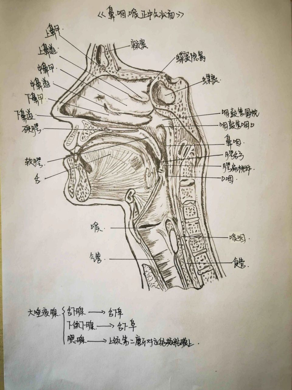 解剖图简笔画图片