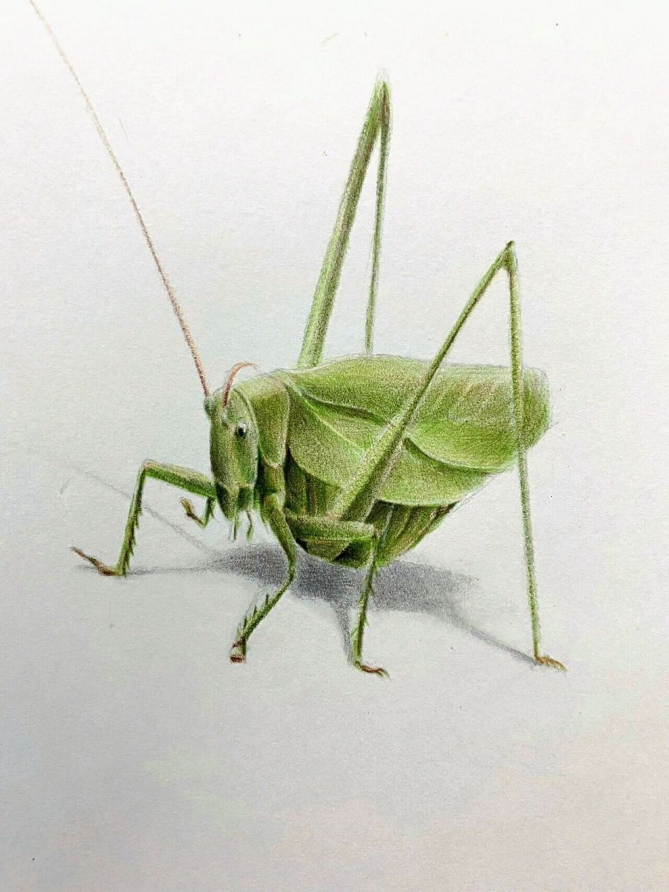 画一只蝈蝈95 今天画一只蝈蝈!希望大家喜欢 纸张90:素描纸.