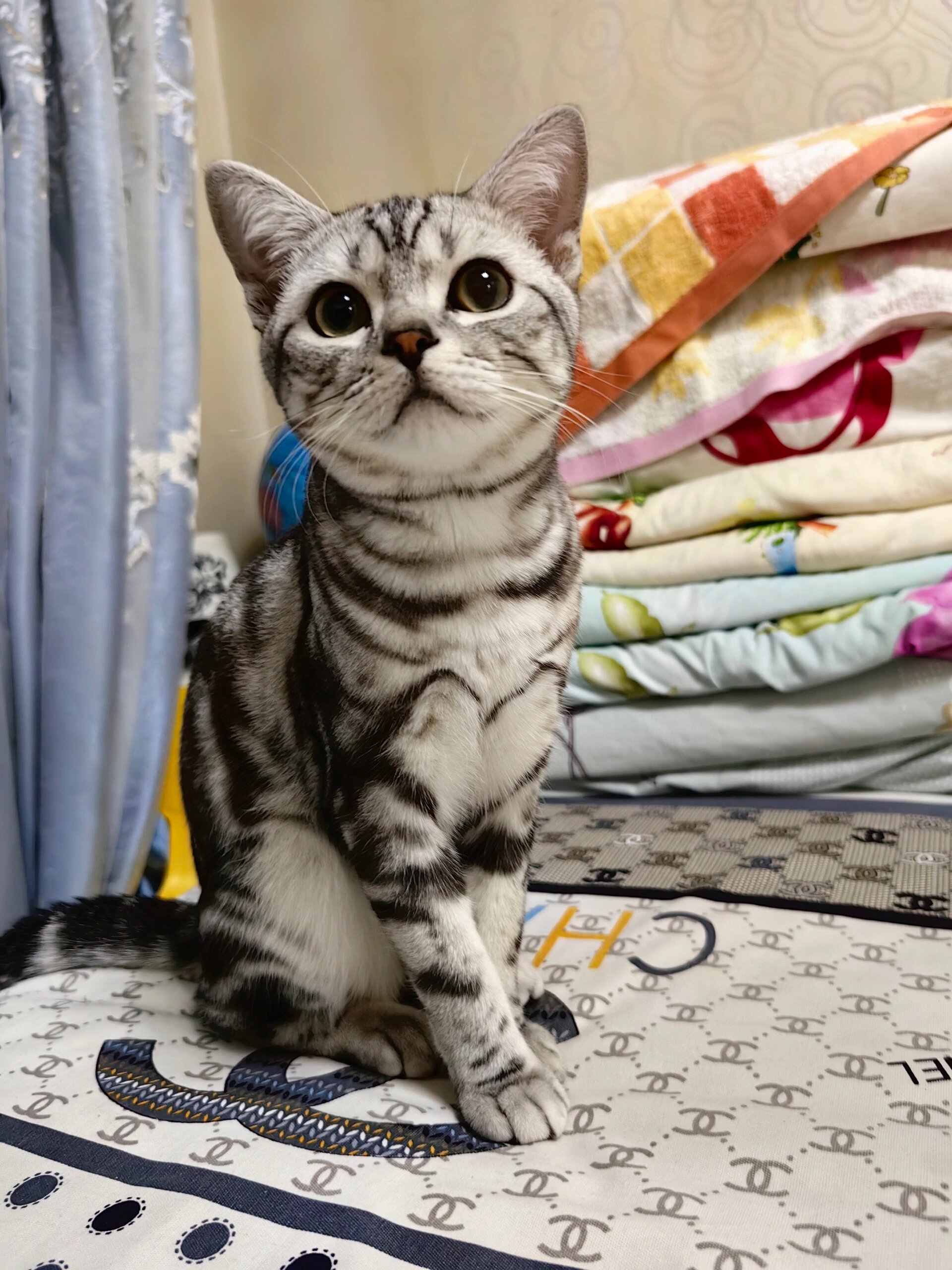 美短虎斑猫怎么看品相,纯种怎么分