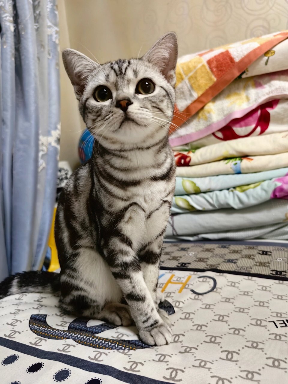 美短虎斑猫怎么看品相,纯种怎么分 美短虎斑又叫美国短毛猫,皮实好养