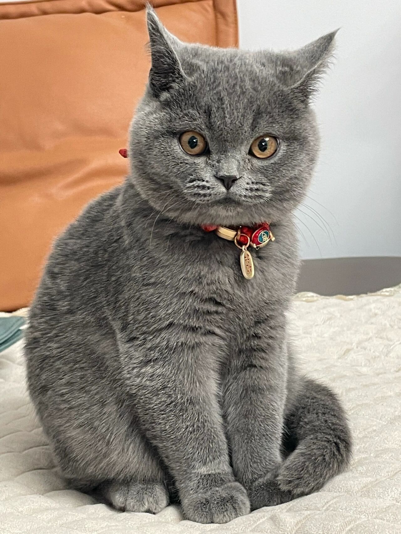 四个月的英短蓝猫,这是颜值巅峰吗?