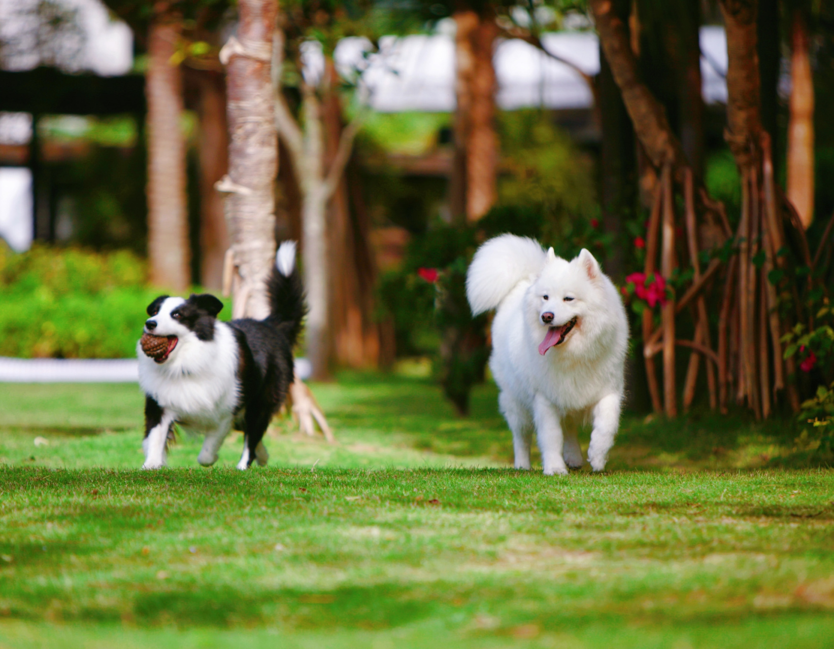 深圳最全宠物公园名单(各区都有) 景田北六街宠物公园是深圳首个宠物