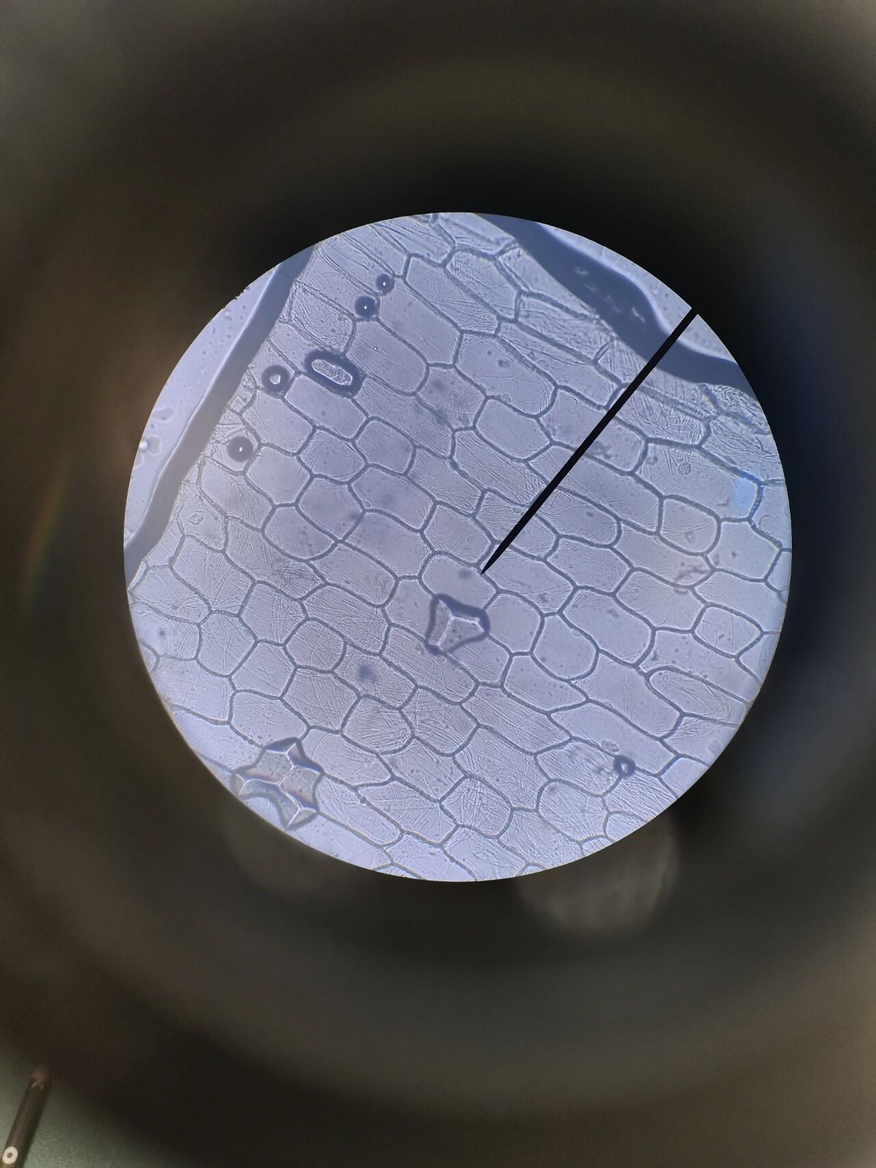 学会鉴别细胞的死活【实验原理】活体染色是利用某种对植物无害的染料