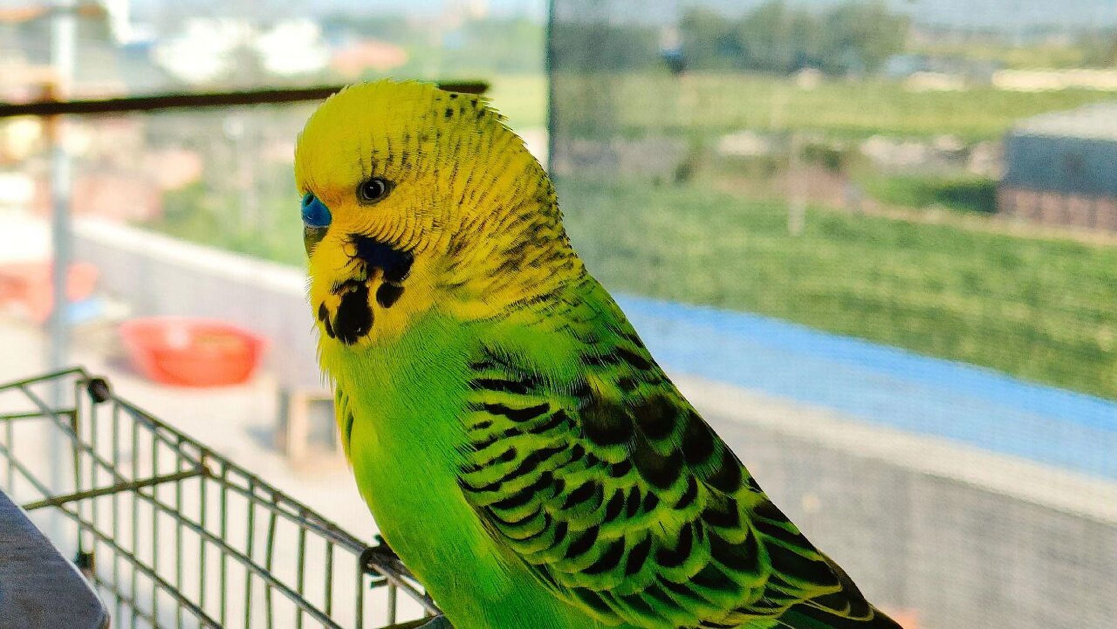 虎皮鹦鹉要怎么选 当虎皮鹦鹉在人工条件下可以繁殖了的时候,经过人们