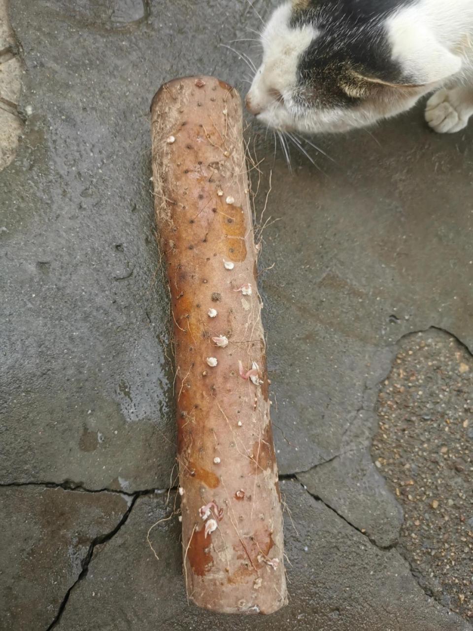 山药发芽了还能吃吗?  山药发芽了还能吃吗?