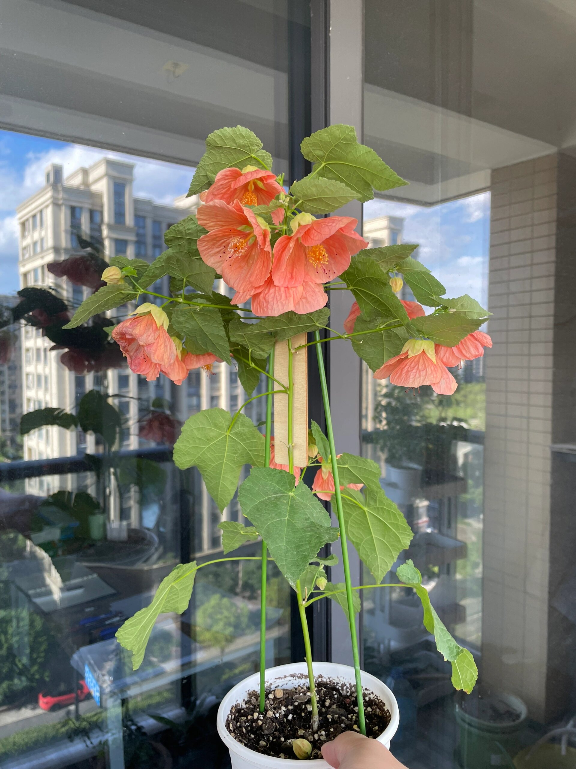 苘麻/日本风铃/悬铃花  苘麻和日本风铃其实有些不一样,苘麻花是全