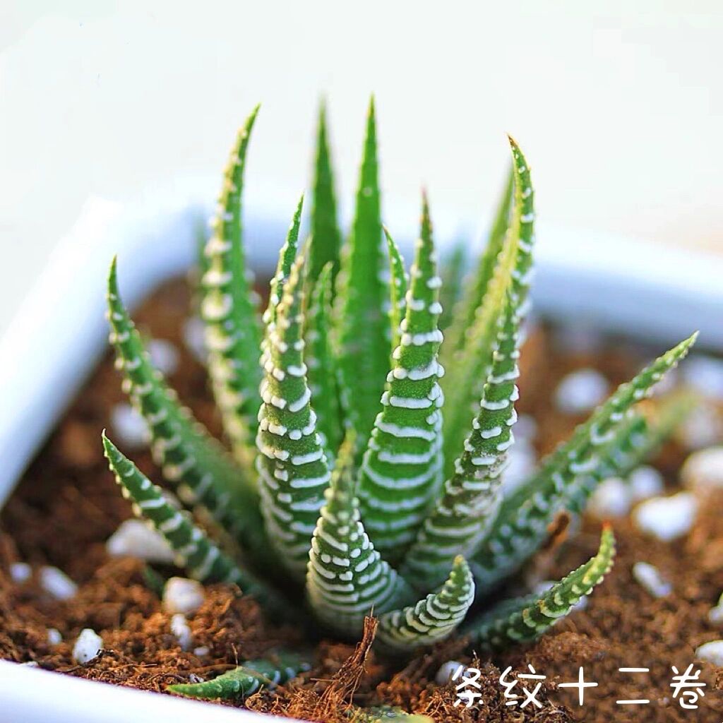 多肉|条纹十二卷|百合科 条纹十二卷,又称雉鸡尾,因其肥厚三角状