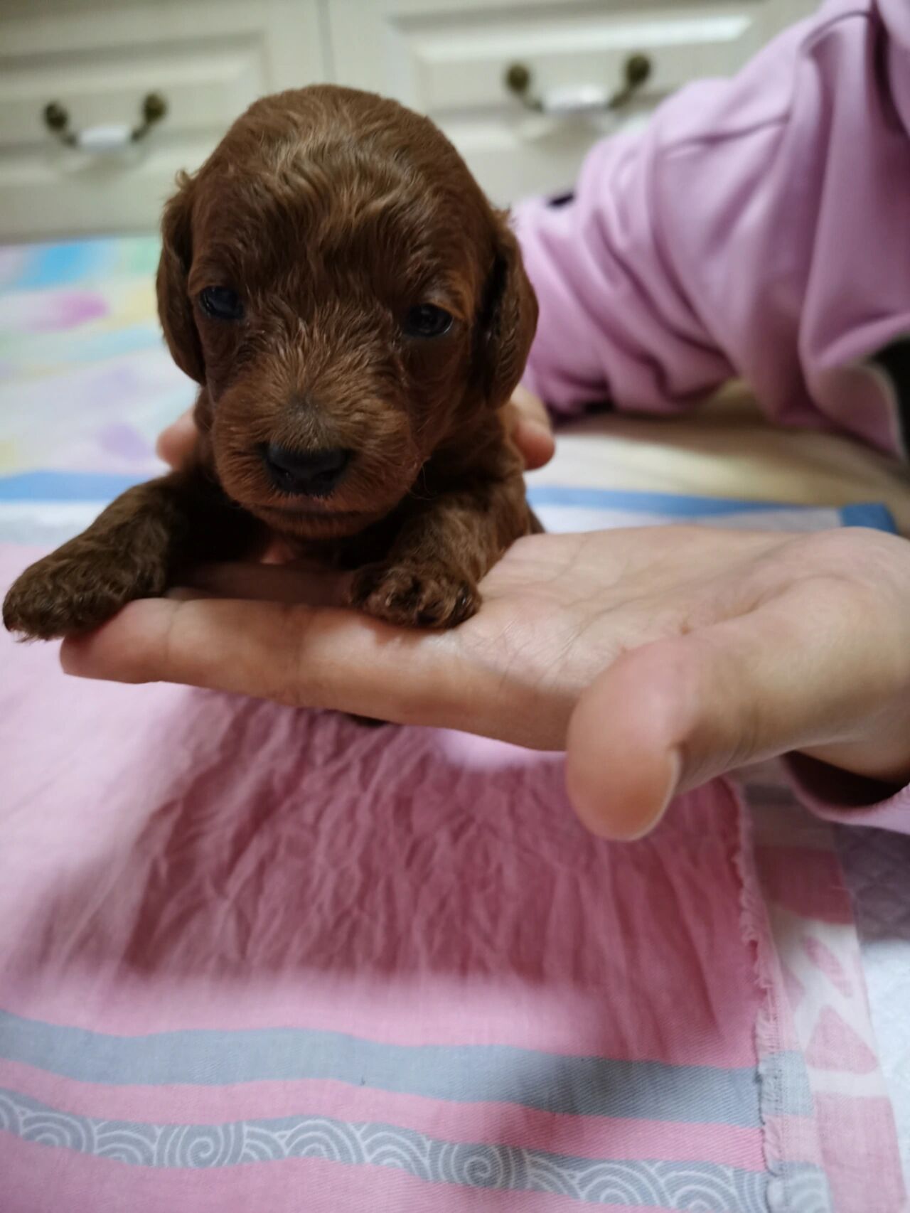 小泰迪出生第二十天 睁眼后第一次好好拍照,是五只可爱的小狗咂!