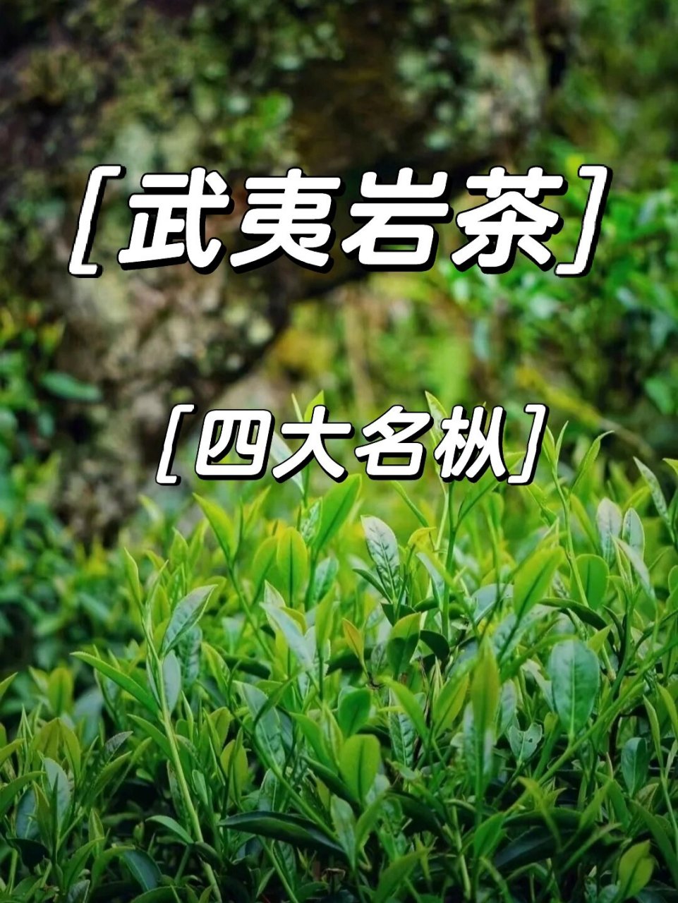 武夷岩茶十大名枞图片