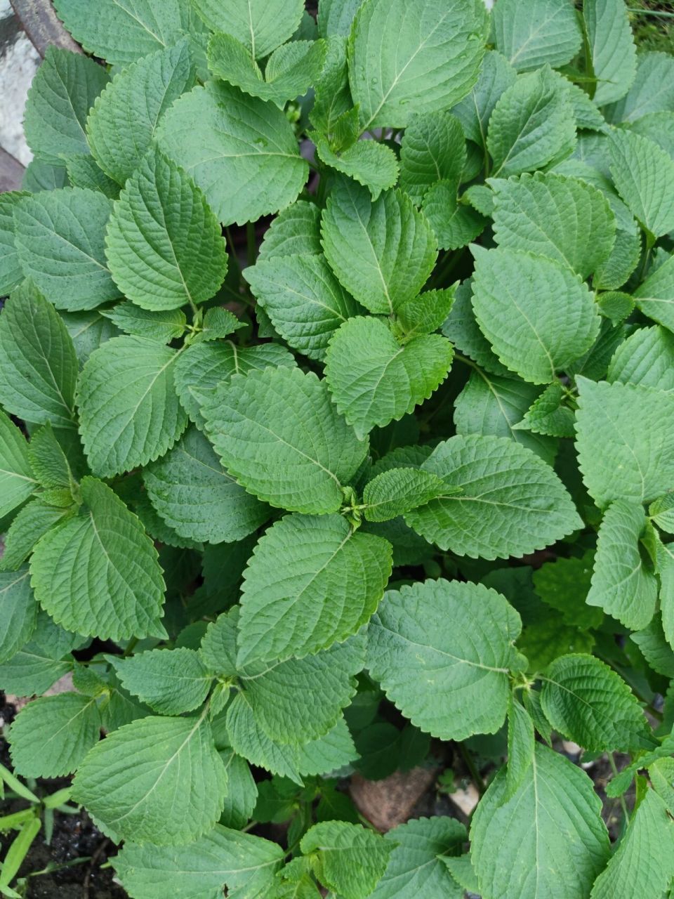 为什么我种的紫苏叶子不是紫的?