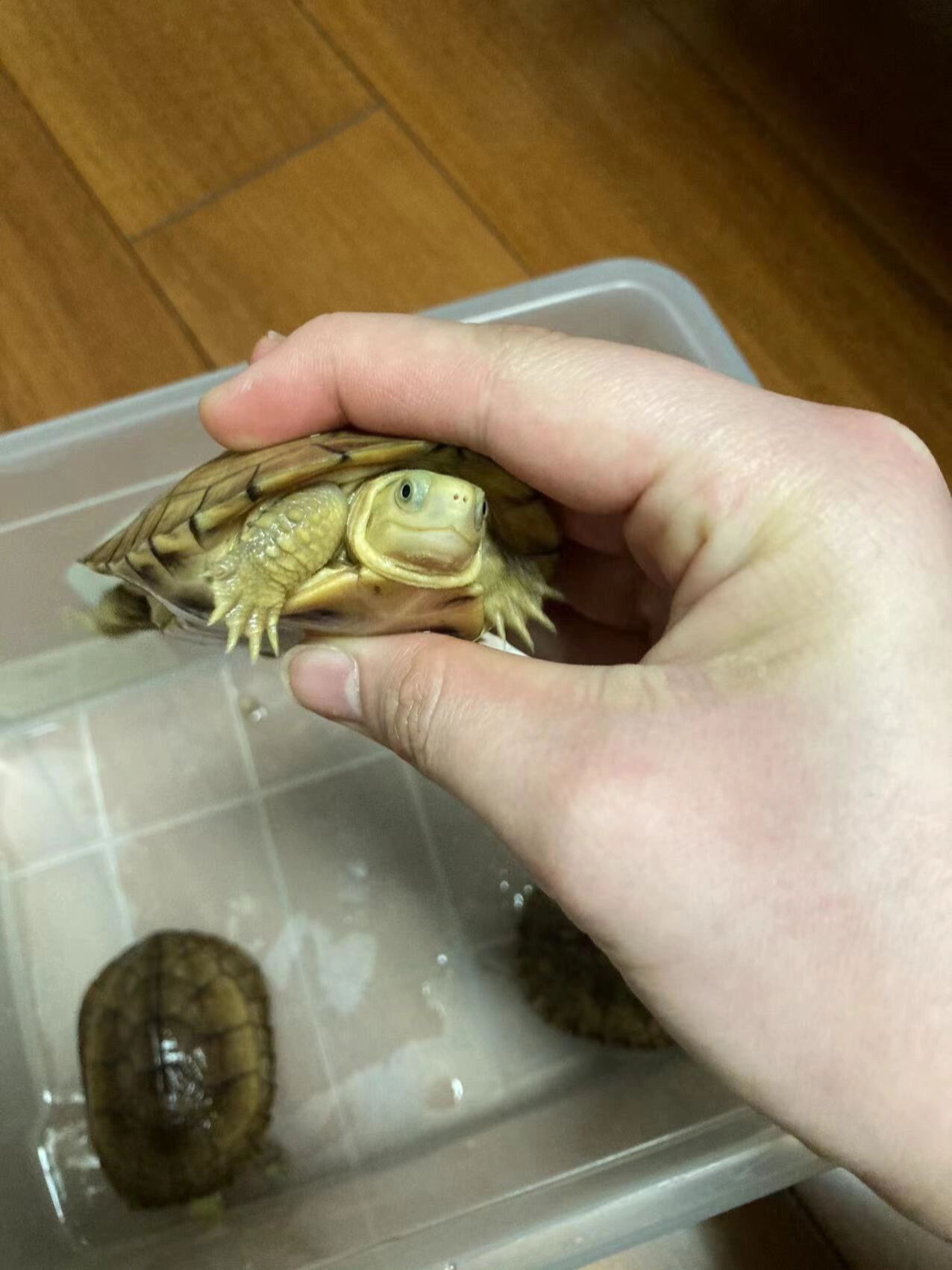 北石龟/小青龟 三黄微笑脸天使眼八厘米多的一只小母龟,肉黄,壳黄,头