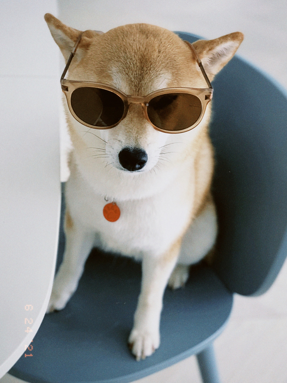 柴犬头像|墨镜一戴,谁都不爱