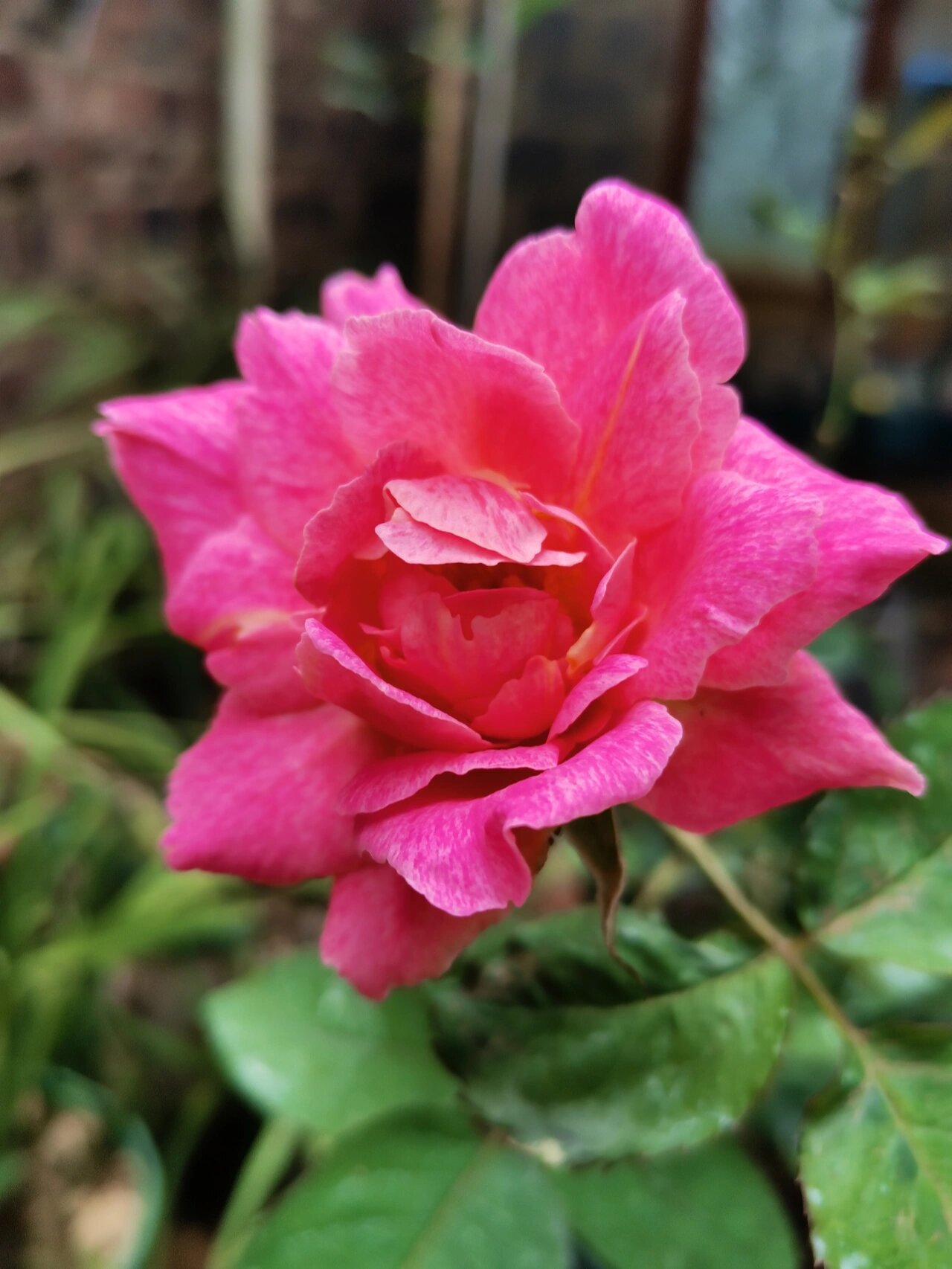 古老月季银红牡丹大花浓香丰花月季