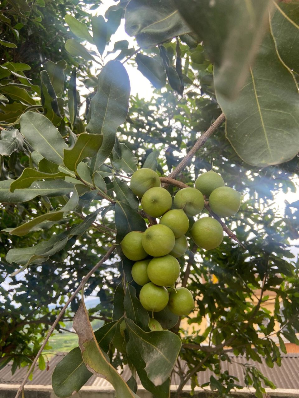 夏威夷果其实是云南产的 路边都是夏威夷果