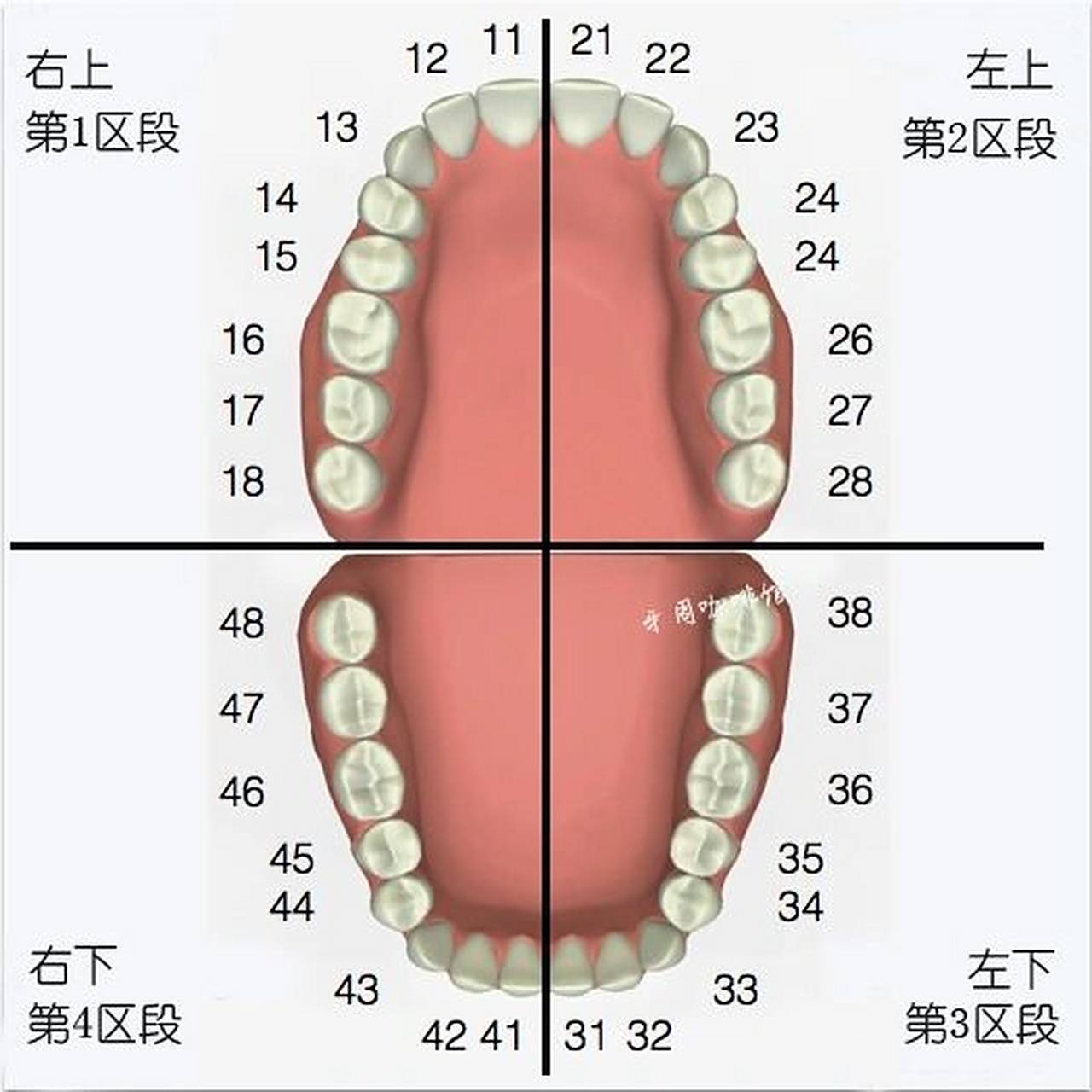 牙齿分区象限图图片