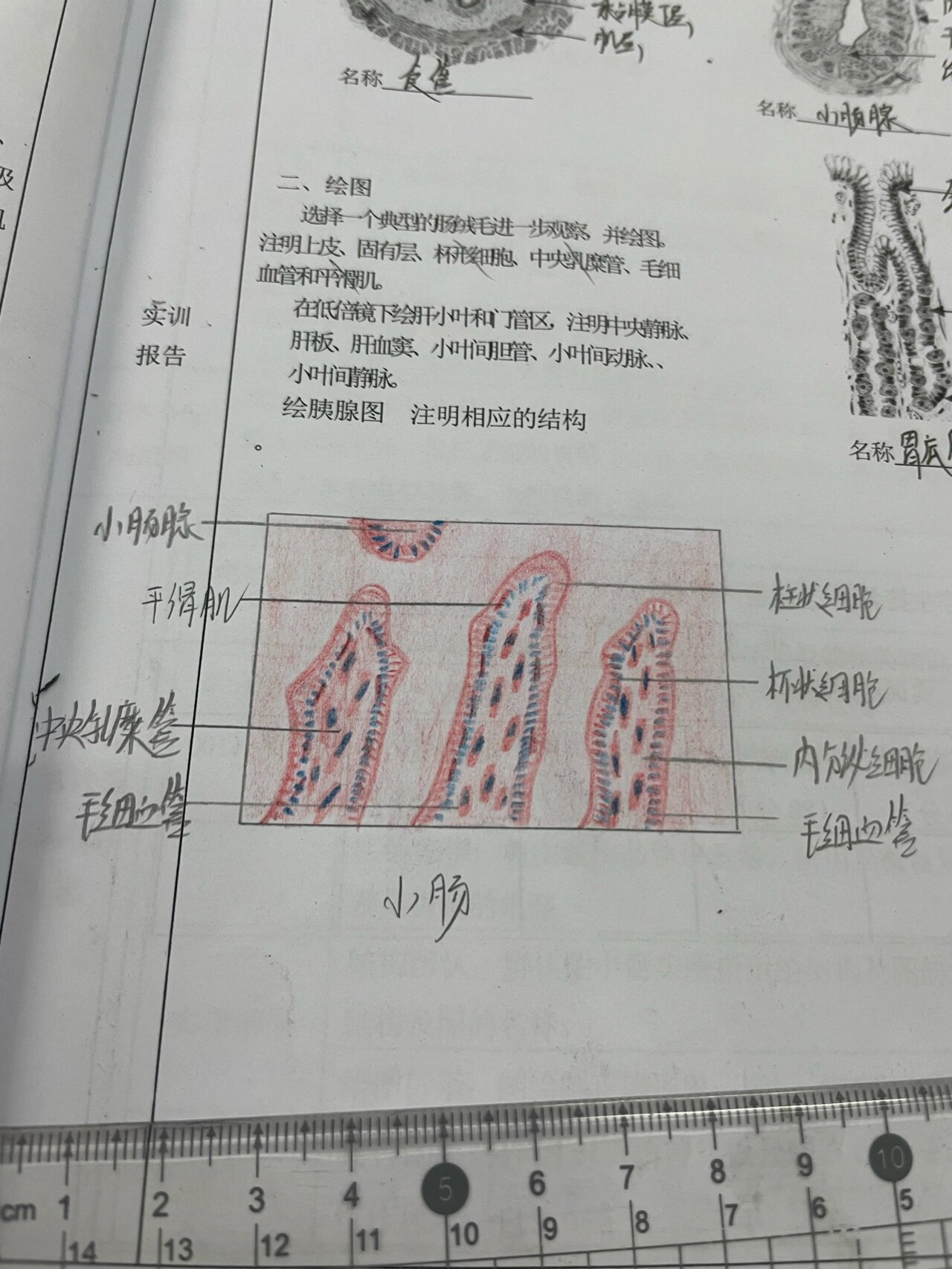 小肠绒毛结构图图片