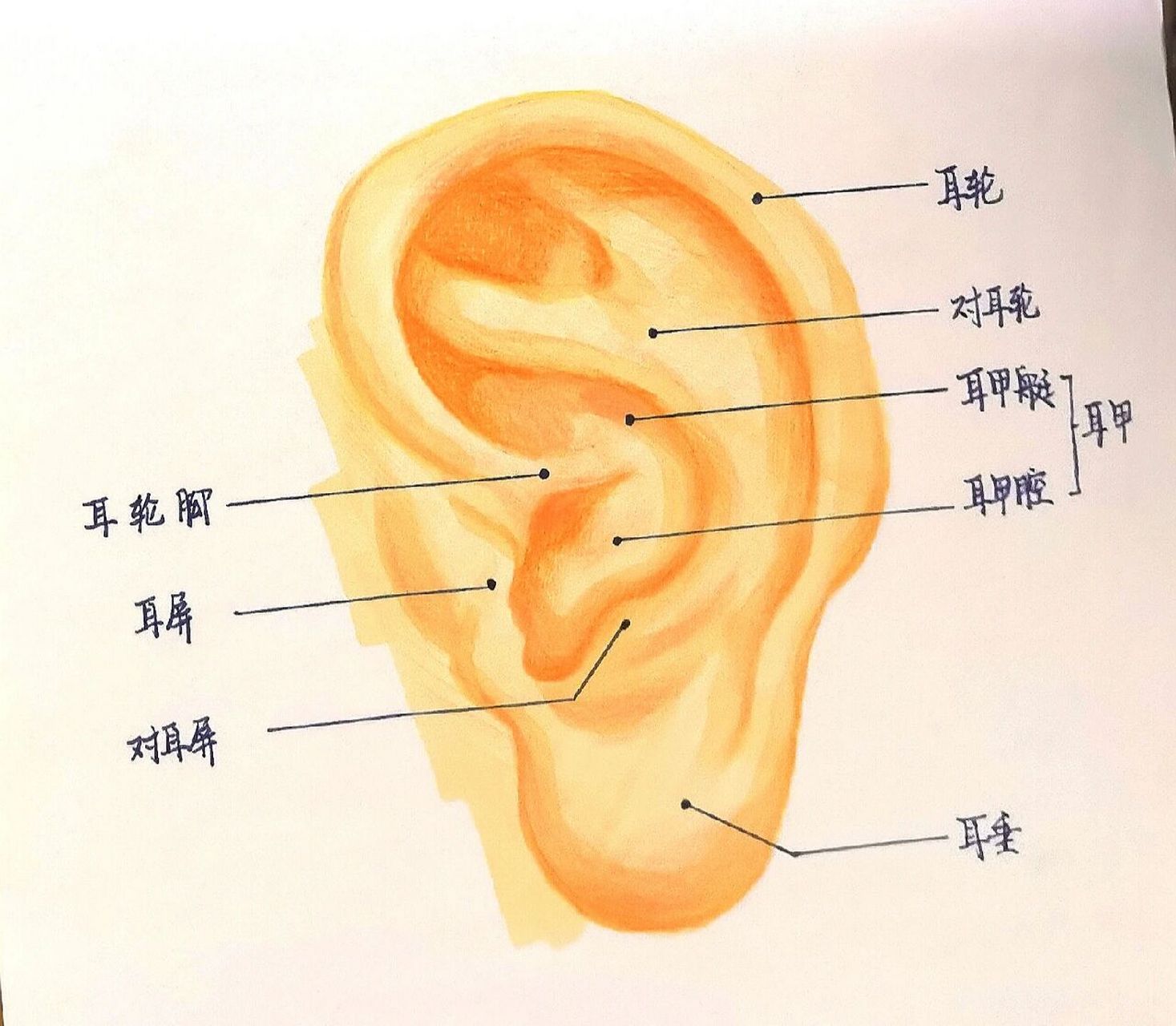 耳朵结构图怎么画图片