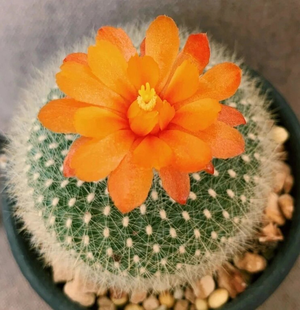 认识多肉第68天——白雪光 白雪光,又被称之为雪光,雪晃,仙人掌科南国