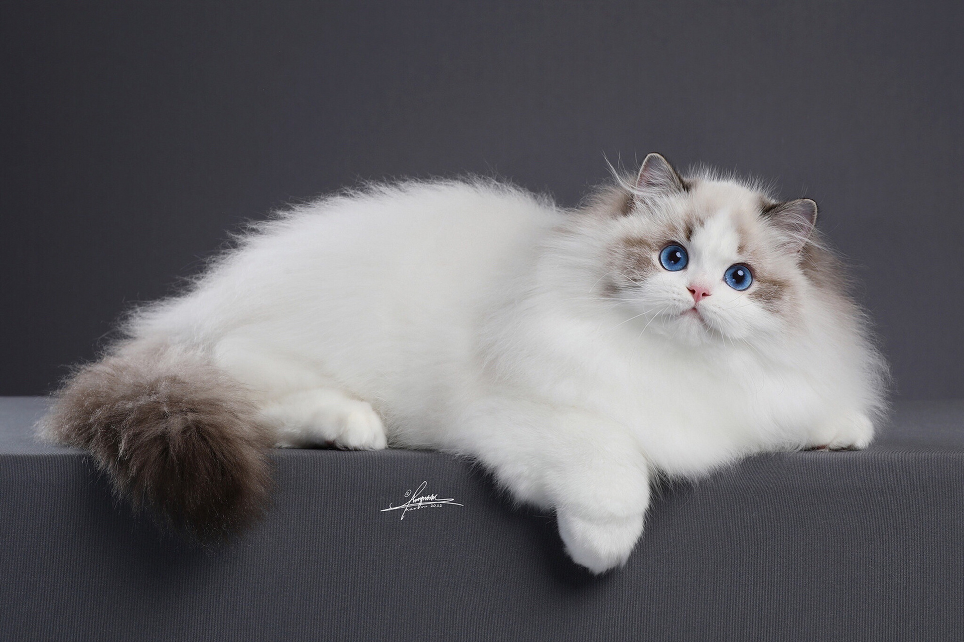 布偶猫美照 艺术照出炉了. 谢谢把豆豆拍的这么美