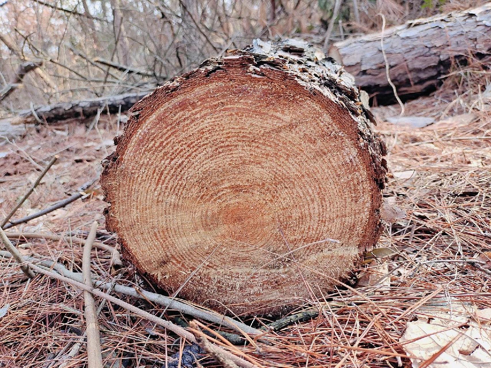 年轮是树木在生长过程中受季节影响形成的.
