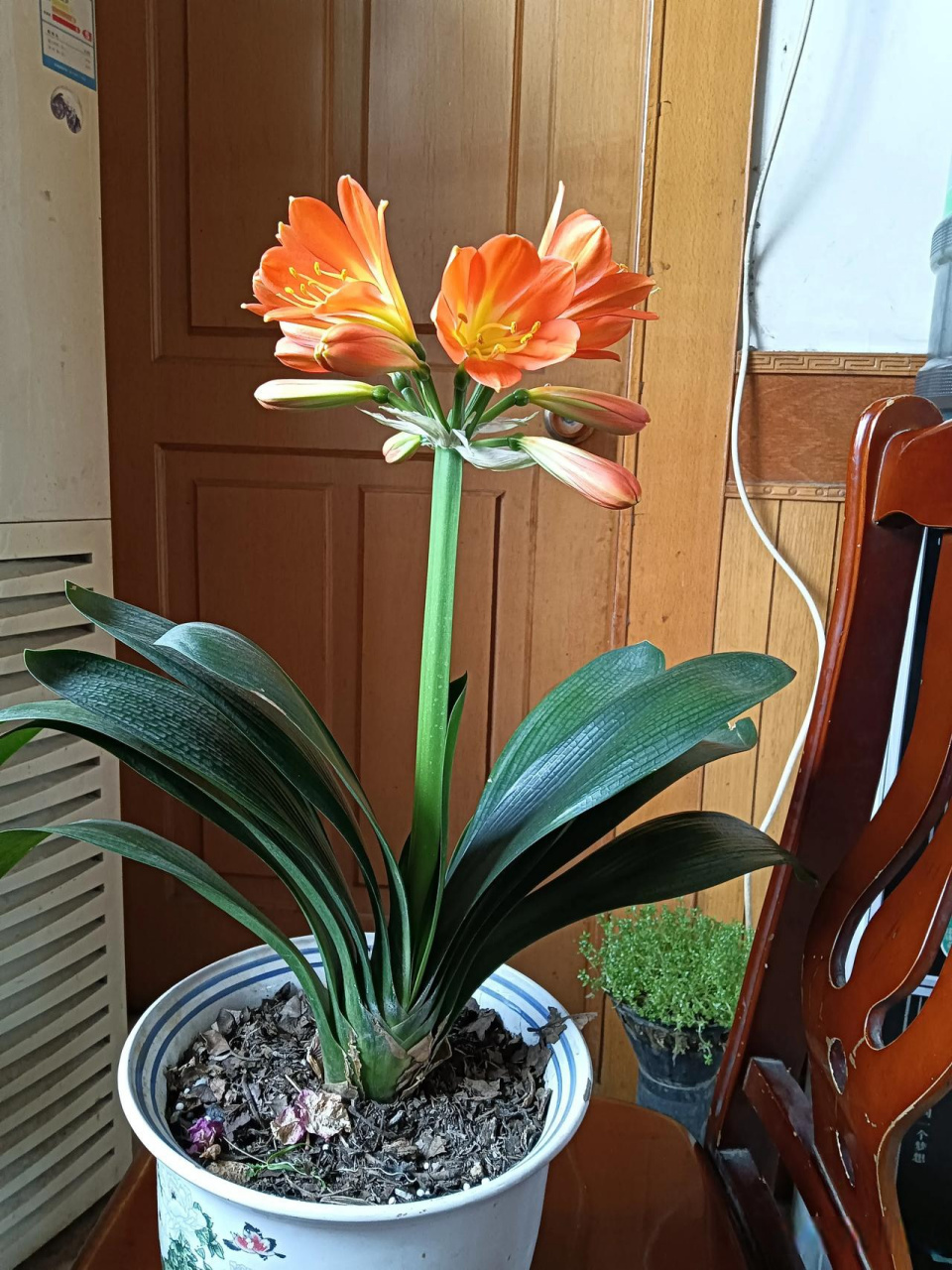 能不能晒晒你养的花草 君子兰开花之后结的果实.