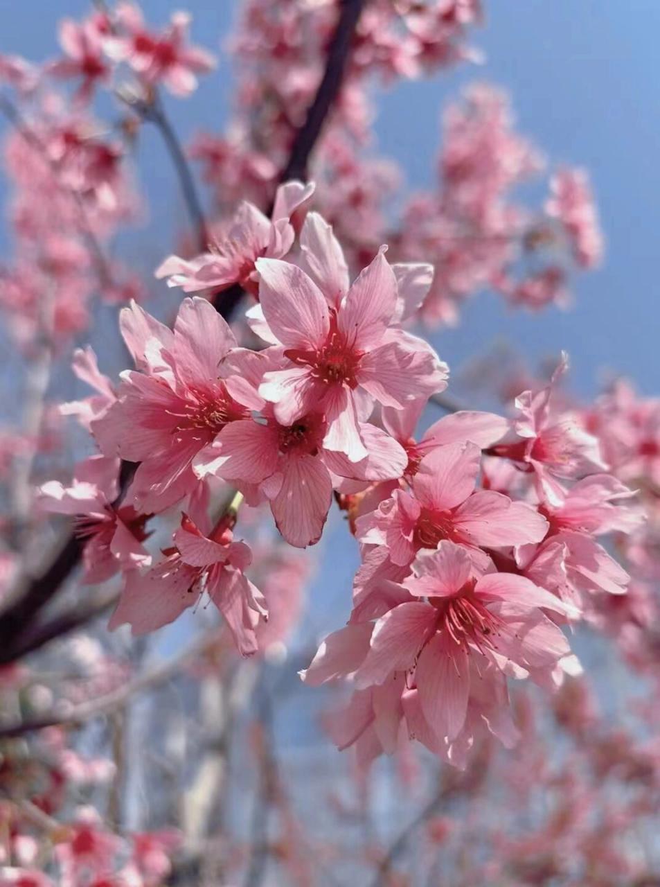 桃花开放的样子图片