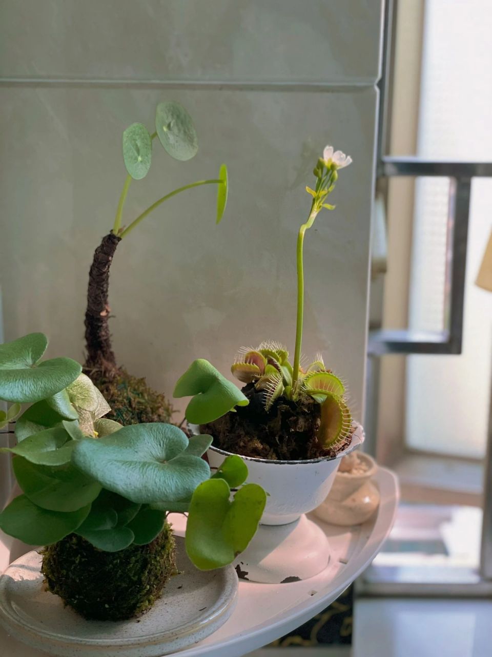 捕蝇草的花 在花卉市场上第一次看到开花的捕蝇草 原来捕蝇草开花是