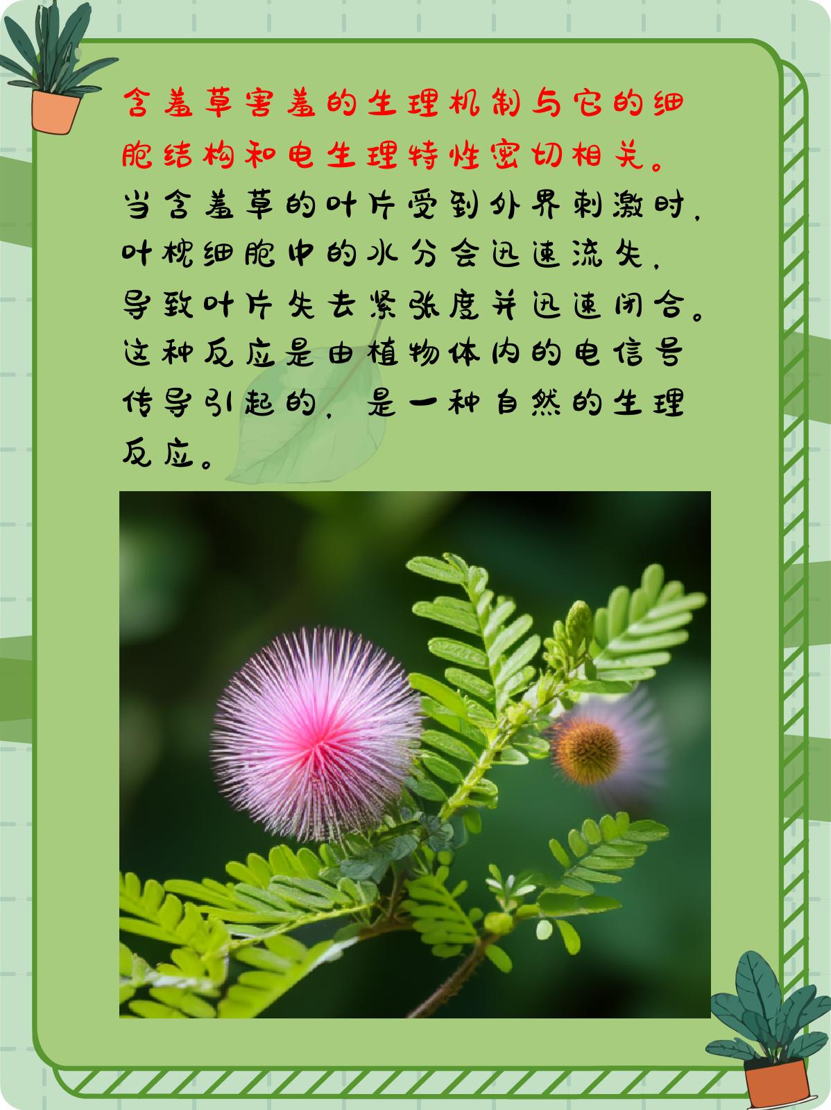 含羞草为什么会害羞的原理