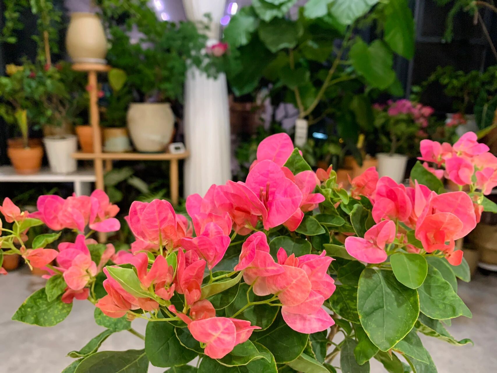 西瓜红三角梅比不甜西瓜更好看 西瓜红这个颜色,我觉得比不甜西瓜更