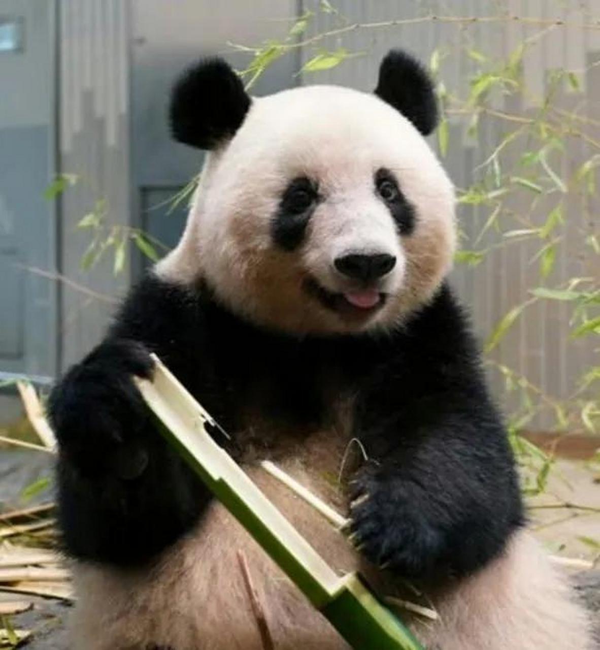 大熊猫香香集万千宠爱于一身,是粉丝们心心念念的心上熊,更是有粉丝不