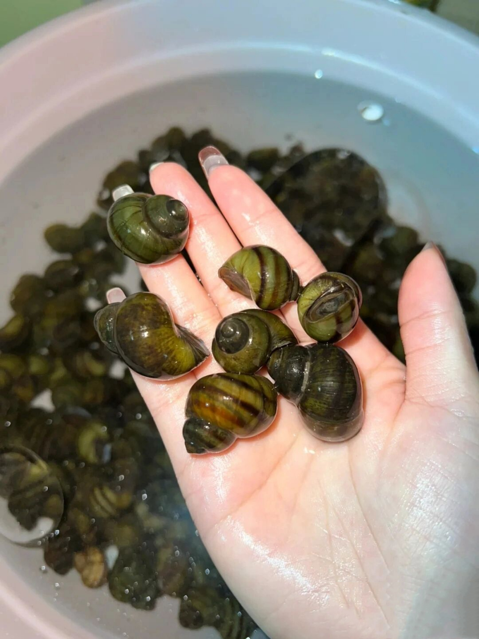 最近刷发现石螺田螺福寿螺很火,很多人不会分辨,去吃饭时点了福寿螺