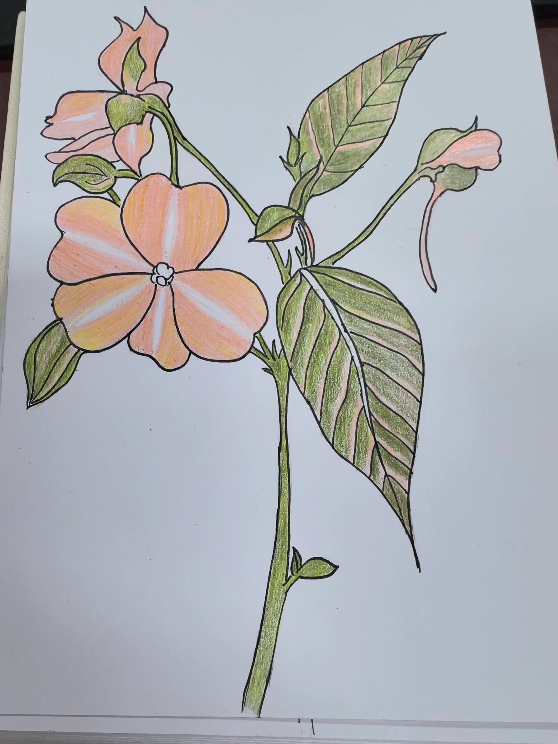 画画打卡之凤仙花