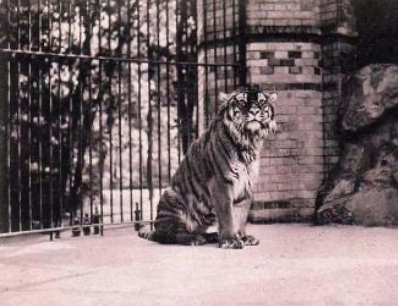 已经灭绝的动物:里海虎 虎的第三大亚种,体型仅次于西伯利亚虎和