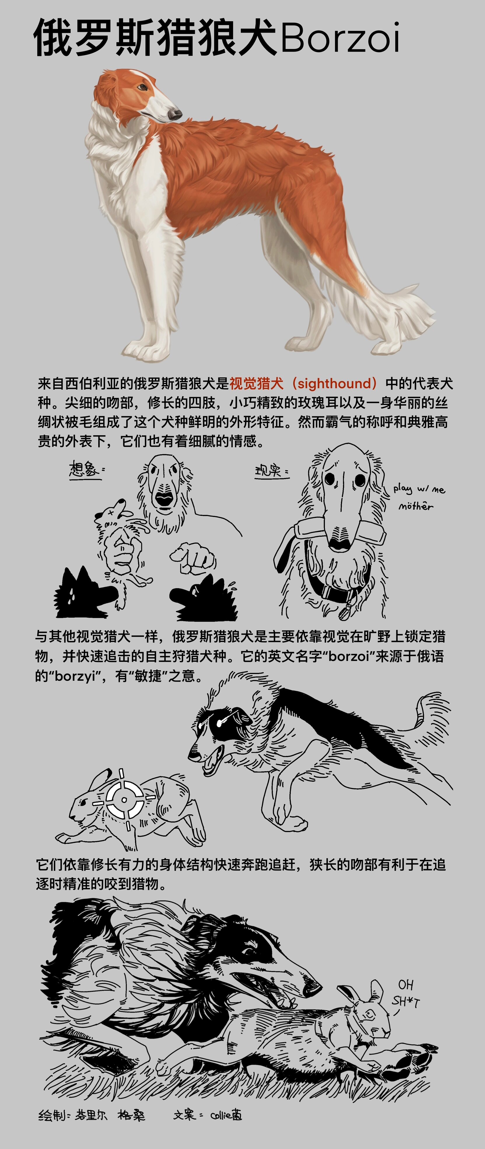 俄罗斯猎狼犬恐怖图片