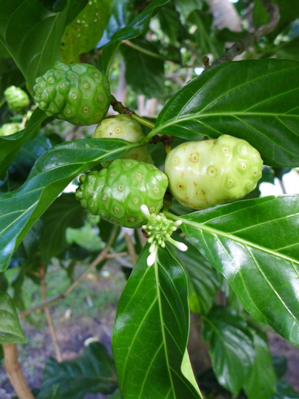诺丽果,放多久都不会腐烂的水果,也叫海巴戟,诺丽果其貌不扬,但营养