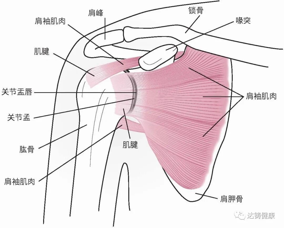 肩袖位置图图片